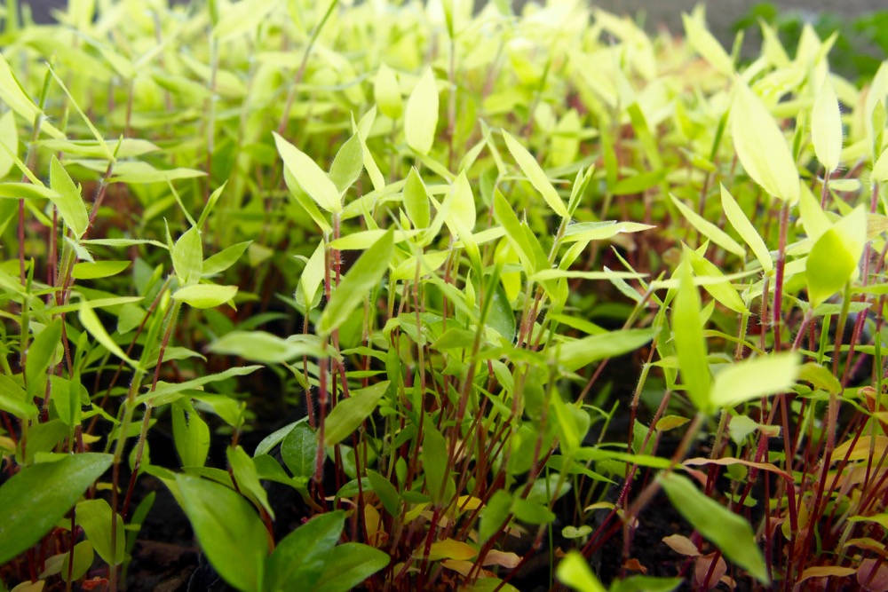 植物染料の栽培：コブナグサ | Shukuko Quilt - シュクコキルト