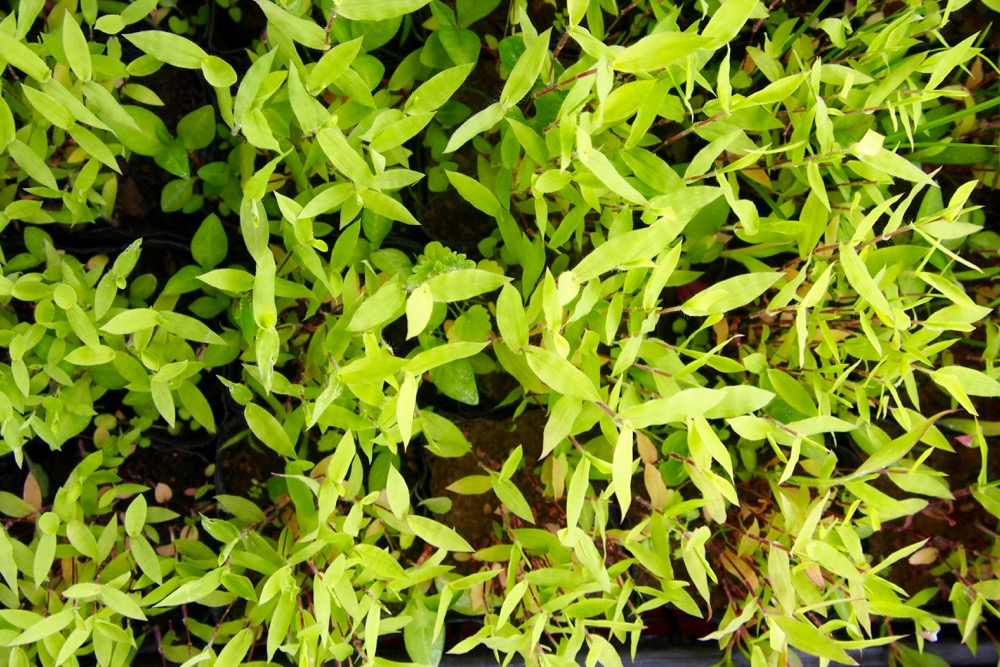 植物染料の栽培：コブナグサ | Shukuko Quilt - シュクコキルト