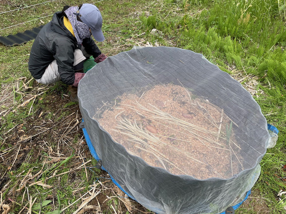 サツマイモ栽培